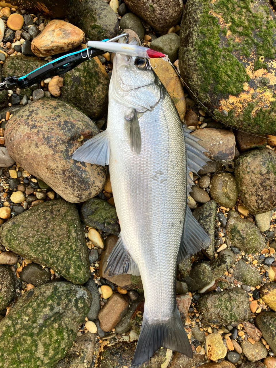 YAMAGA Blanks アーリー プラス 102MHの最安値・インプレ・釣果 | 本音