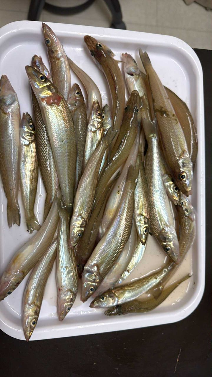 DAIWA 21プライムキャスター 27号-405・Nの最安値・インプレ・釣果