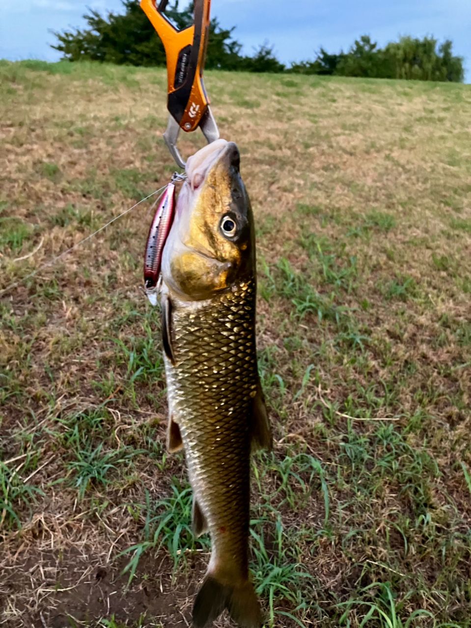 DAIWA 23ハートランド リベラリスト 803M+RSB-22の最安値・インプレ