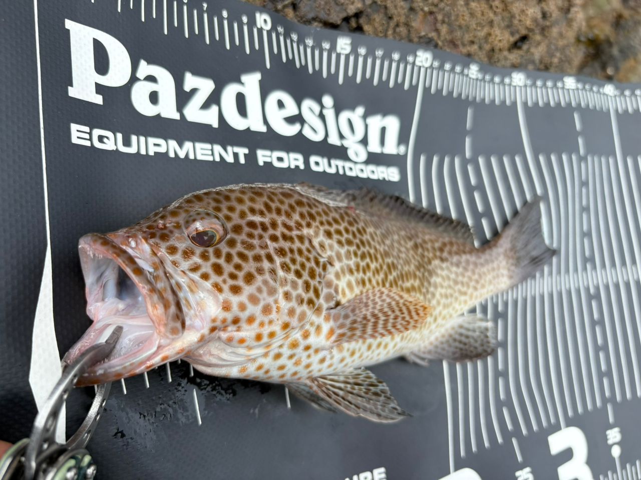 DAIWA 23ファントム リベラリスト 803M+RSBの最安値・インプレ・釣果