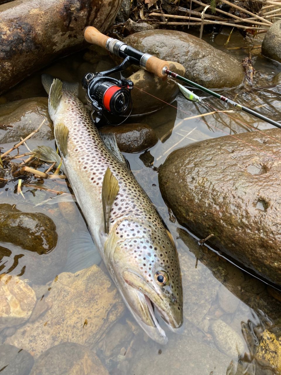 Jackson トラウトアンリミテッドの最安値・インプレ・釣果 | 本音の