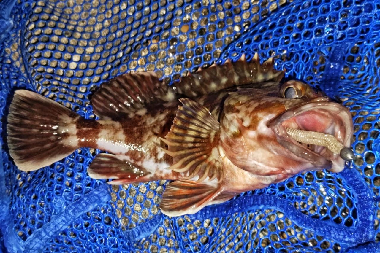 SHIMANO 17ソアレ CI4+ アジング S408UL-Sの最安値・インプレ・釣果