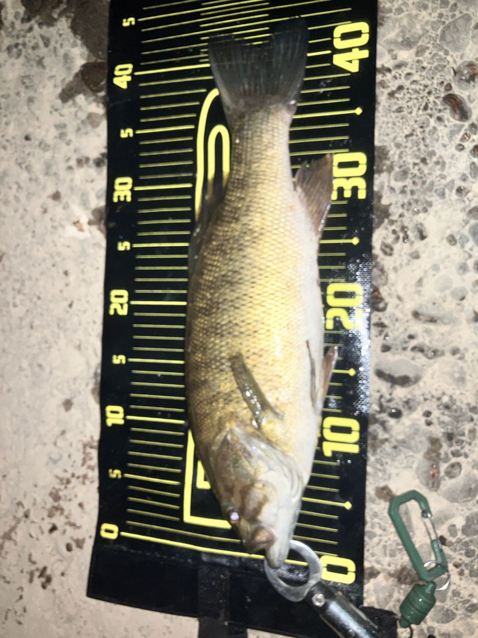 JACKALL ナジーチョイス SG NAC-SG67MLの最安値・インプレ・釣果