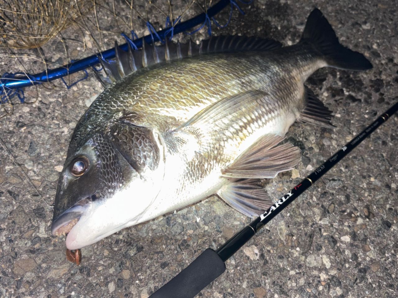 YAMAGA Blanks アーリー プラス 710XFの最安値・インプレ・釣果 | 本音