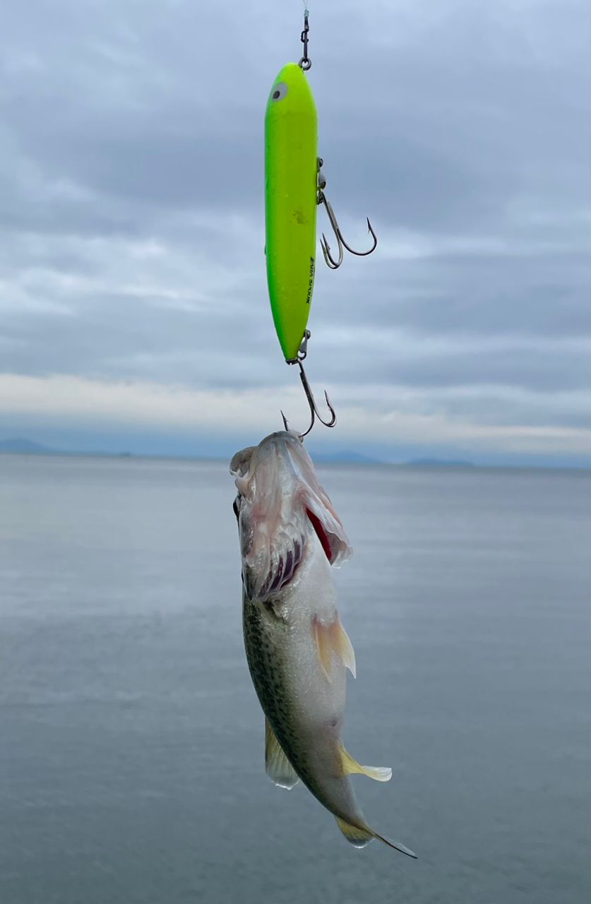 DAIWA 19ブラックレーベル LG 741MHRBの最安値・インプレ・釣果 | 本音