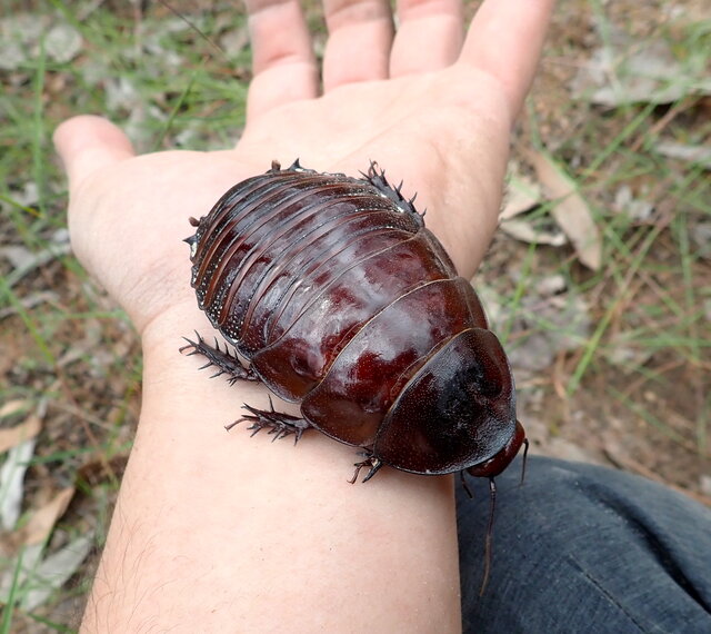 世界一大きなゴキブリ！「ヨロイモグラゴキブリ」 - 講談社の動く図鑑