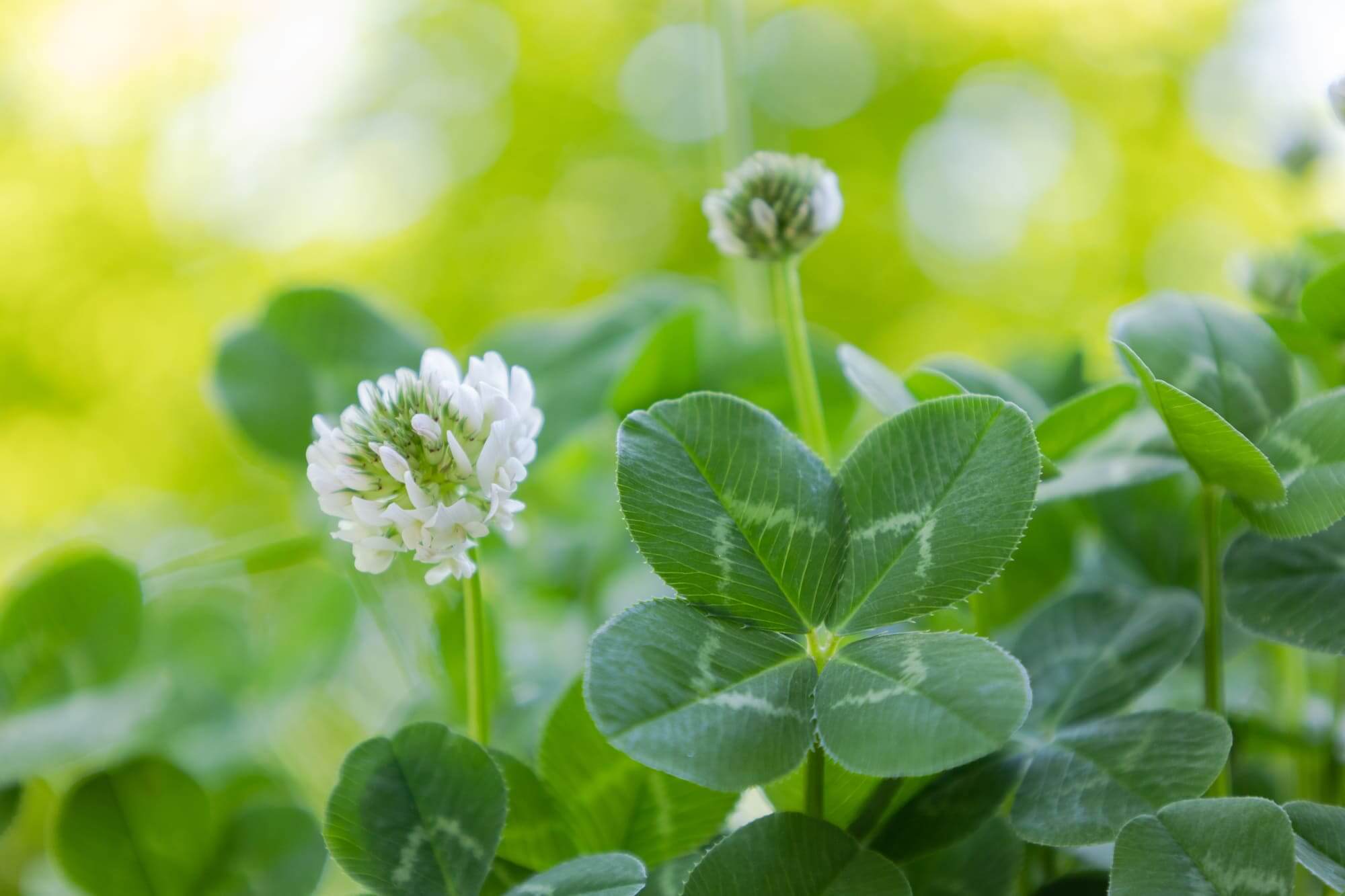 四つ葉のクローバーの花言葉は？見つけ方や幸せのシンボルの理由