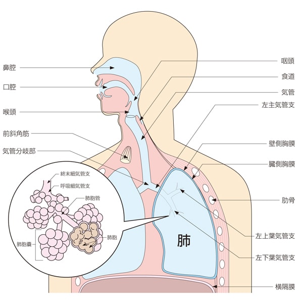呼吸器の構造と役割 | ナース専科