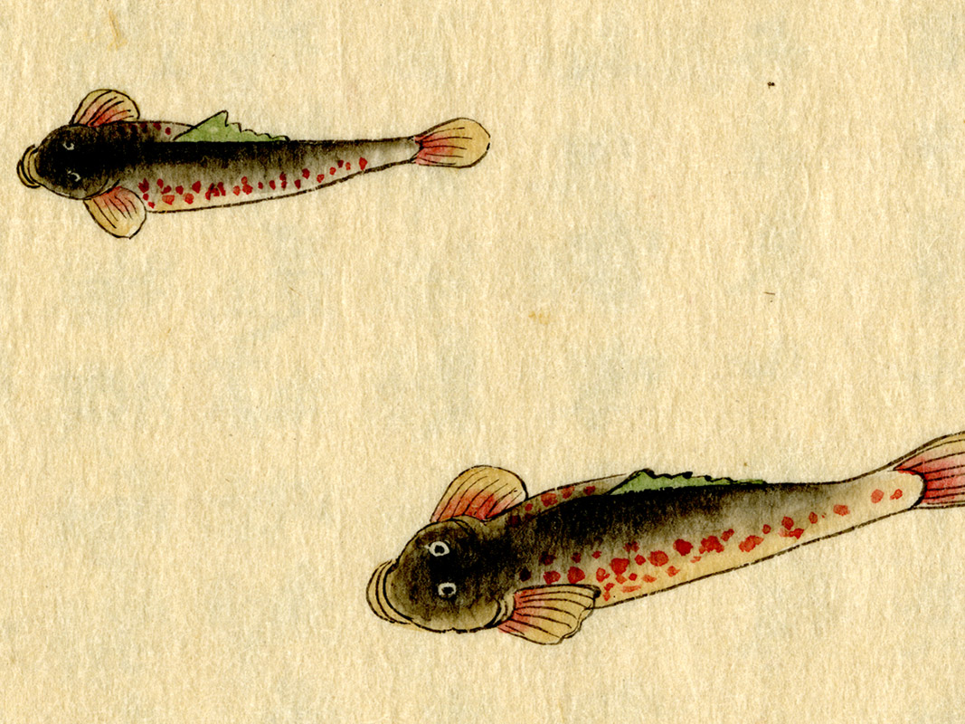 滋賀県立図書館 近江デジタル歴史街道- 所蔵資料