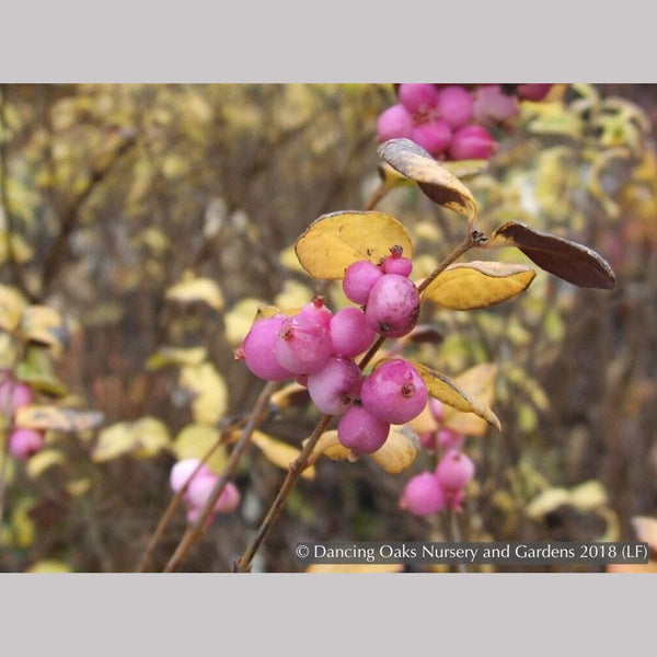 Symphoricarpos_doorenbossiiMag