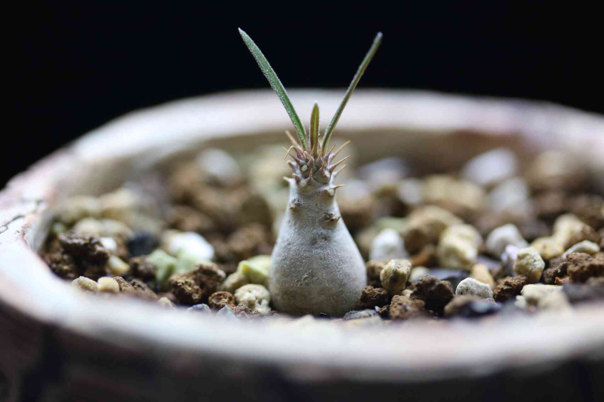 うちの実生グラキリスの成長まとめ｜🍀GreenSnap（グリーンスナップ）