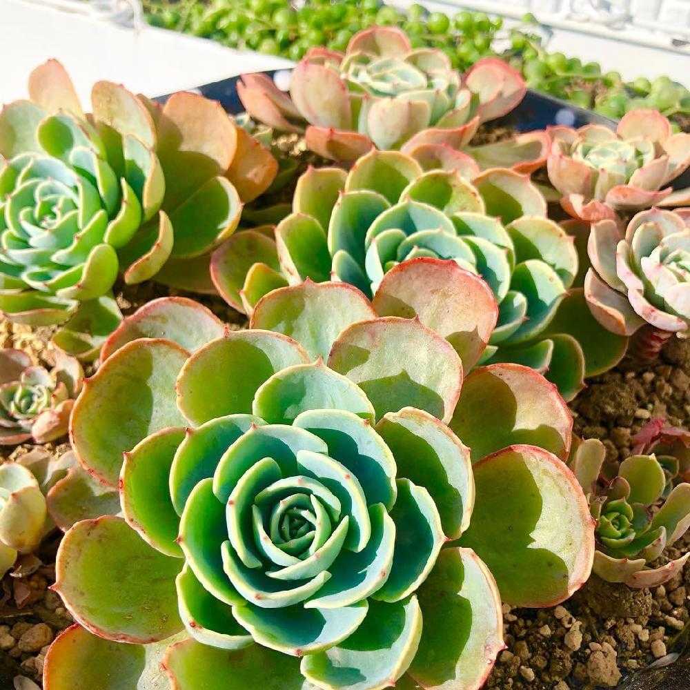 エケベリア 七福神 ②｜🍀GreenSnap（グリーンスナップ）