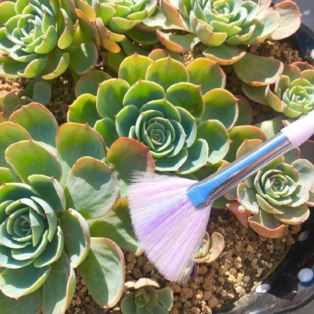 エケベリア 七福神 ②｜🍀GreenSnap（グリーンスナップ）