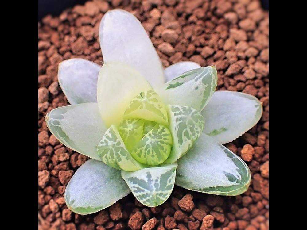 ハオルチア・白銀の露｜🍀GreenSnap（グリーンスナップ）