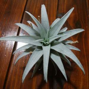 Tillandsia sprengeliana Coastal Form｜🍀GreenSnap（グリーンスナップ）