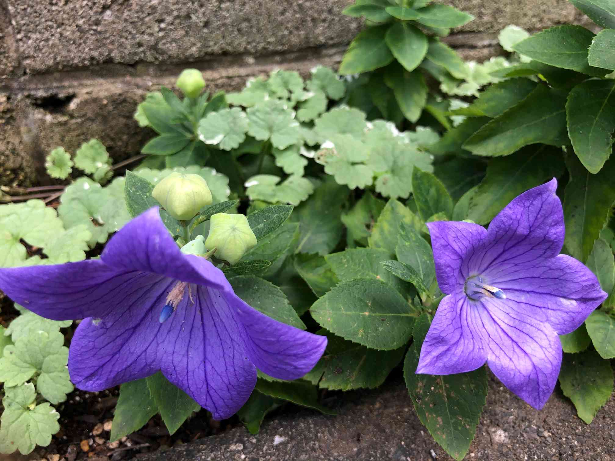 桔梗 🌱9月11日＊完🌱｜🍀GreenSnap（グリーンスナップ）