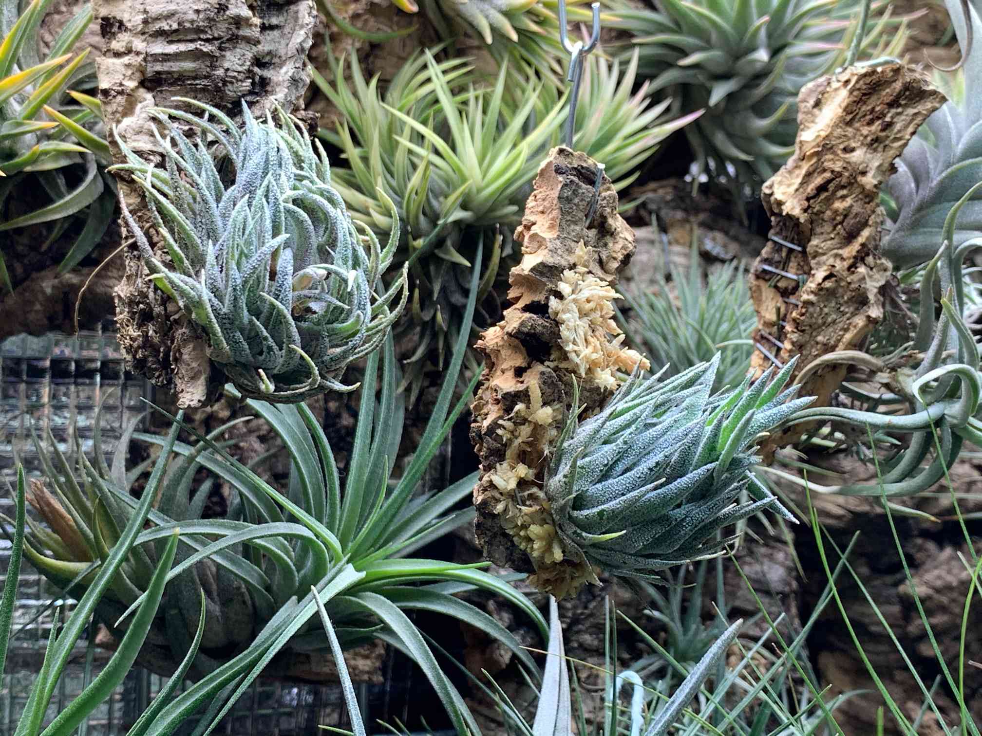 Tillandsia sprengeliana Coastal Form｜🍀GreenSnap（グリーンスナップ）