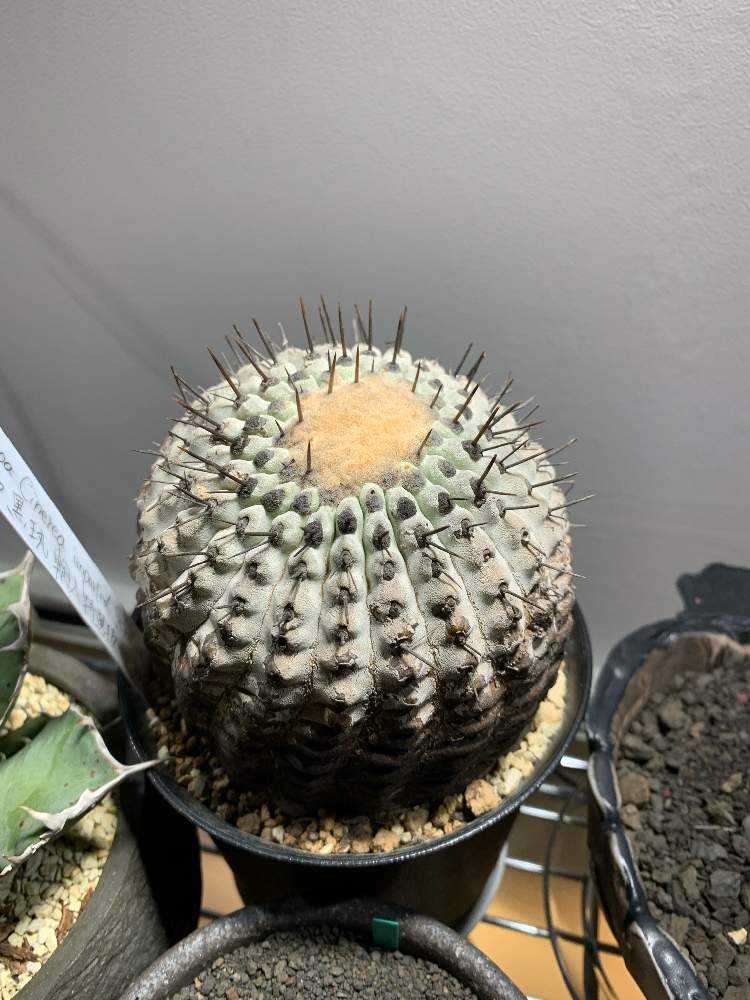 コレクション】コピアポア シネレア 黒王丸 現地球カキコ 横幅6㎝ 白肌