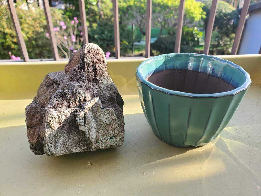 五代目ガジュマルの石付きチャレンジ(我流)(2021.05.31)｜🍀GreenSnap