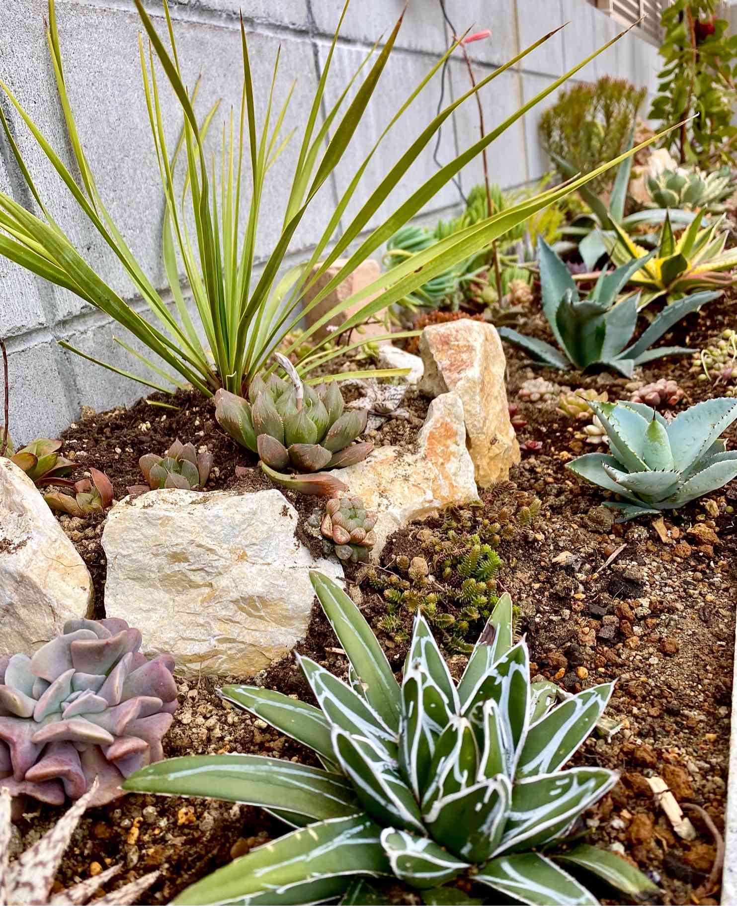 アガベ、多肉植物の花壇を植え替え｜🍀GreenSnap（グリーンスナップ）