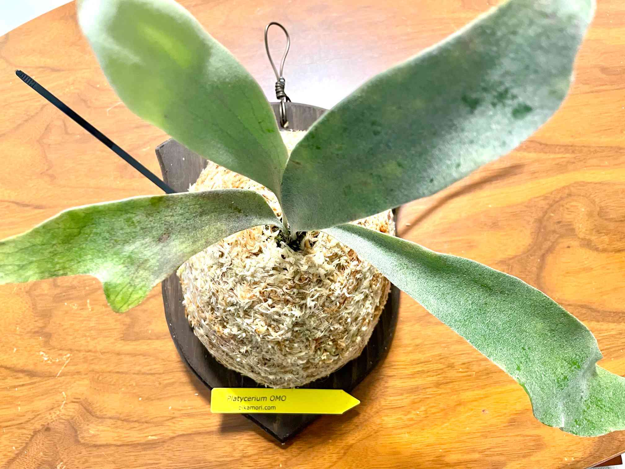 拳王 ビカクシダ板職人 ビカクシダを結束バンドで板付け p.omo