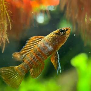 Tillandsia sprengeliana Coastal Form｜🍀GreenSnap（グリーンスナップ）