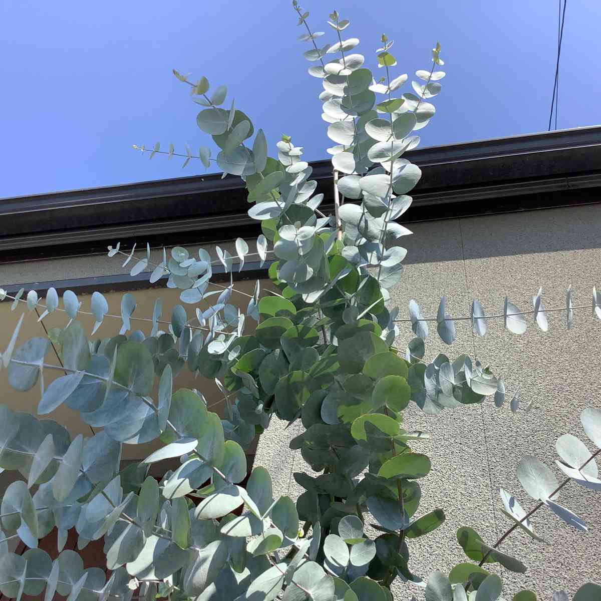 ユーカリシネレア(銀丸葉)2020-2021｜🍀GreenSnap（グリーンスナップ）