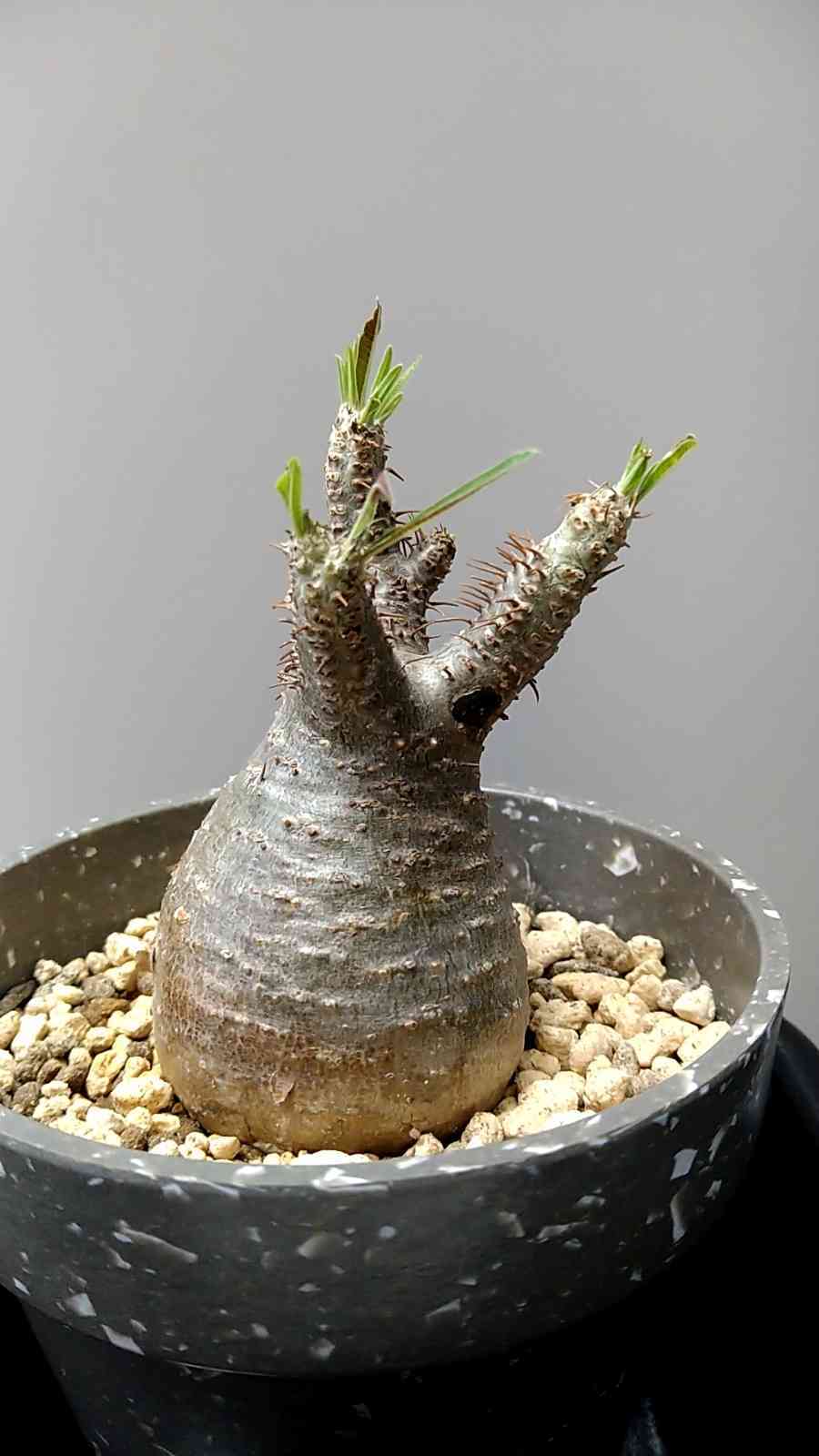 パキポディウム・グラキリスの発根管理｜🍀GreenSnap（グリーンスナップ）