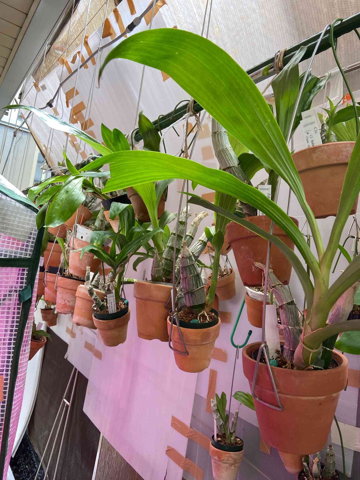 窓辺の投稿画像 by カタセタムくんさん｜着生蘭とカタセタム属と