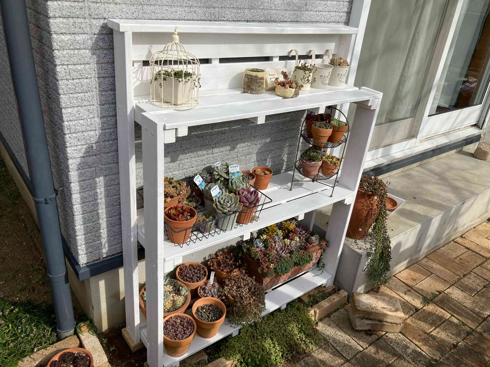 多肉植物棚 TB-66D 多肉植物の棚 | CAINZ DIY Square