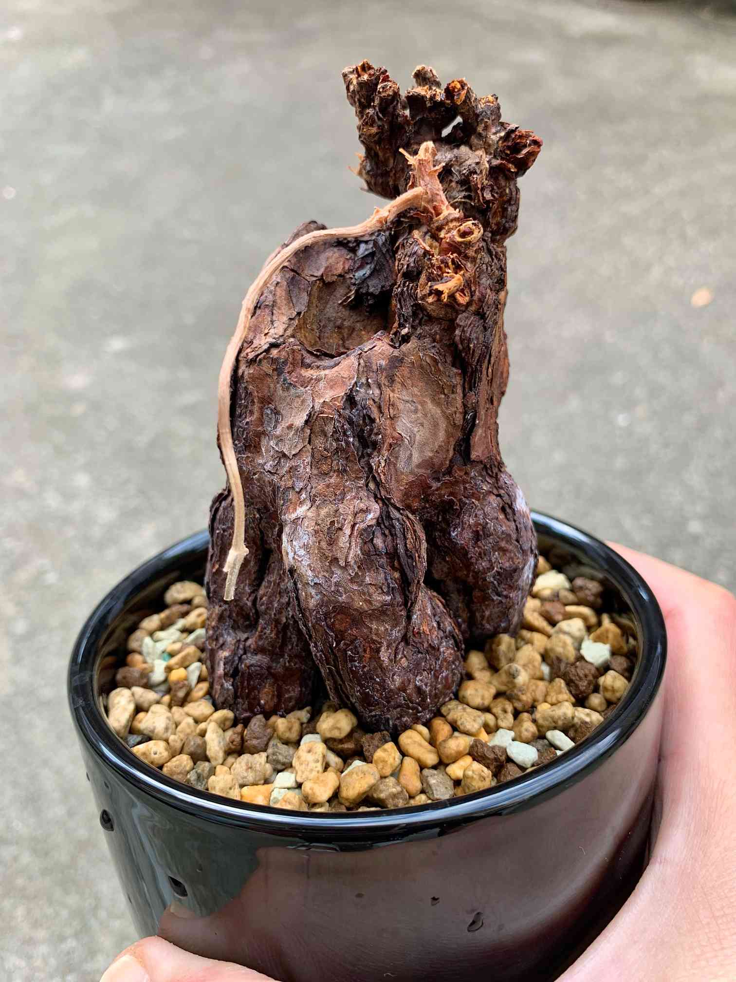 ペラルゴニウム・トリステの発根管理に挑戦!!｜🍀GreenSnap（グリーン