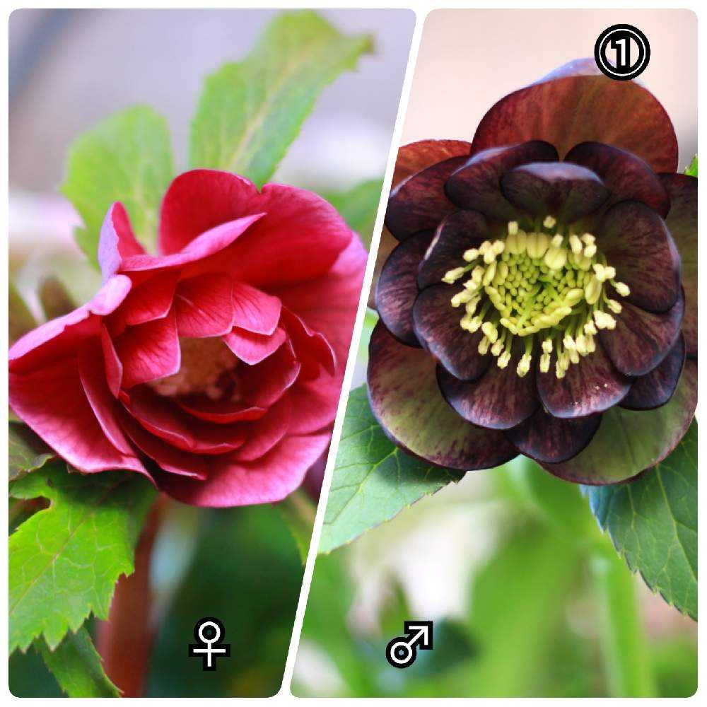 2022年交配】クリスマスローズの交配①～⑤｜🍀GreenSnap（グリーン