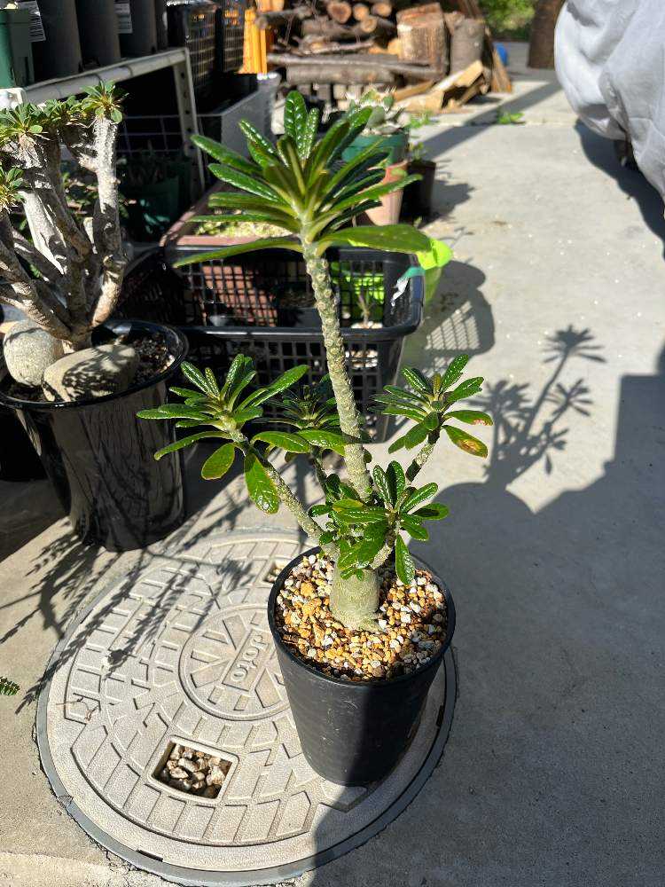 ドルステニアギガスの挿し木トライ｜🍀GreenSnap（グリーンスナップ）