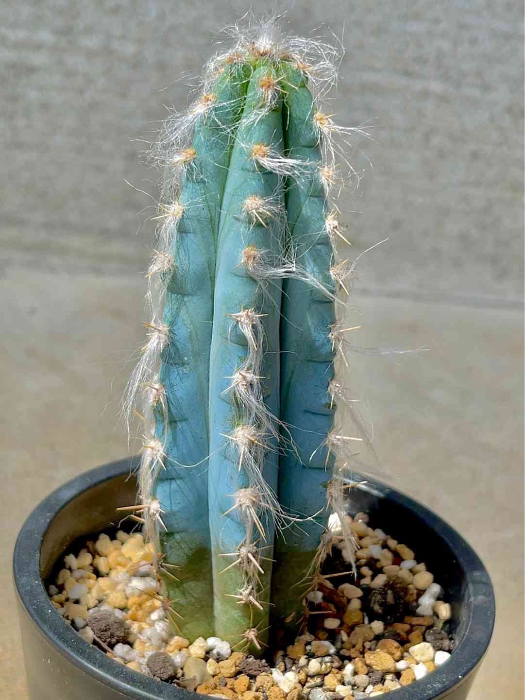 鬼面角錦 柱サボテン 斑入り Yahoo!オークション - 鬼面角錦 鬼面角 錦