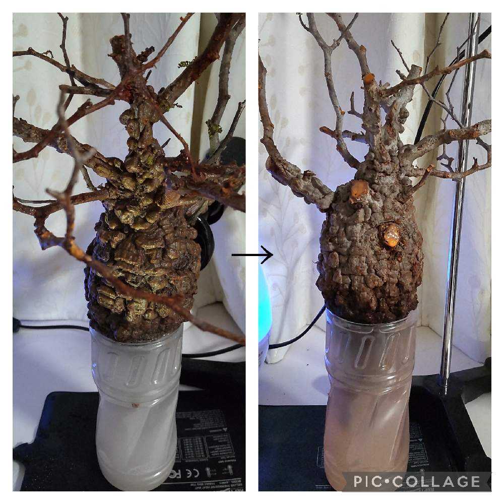 温室なしでオペルクリカリア・パキプス発根管理｜🍀GreenSnap