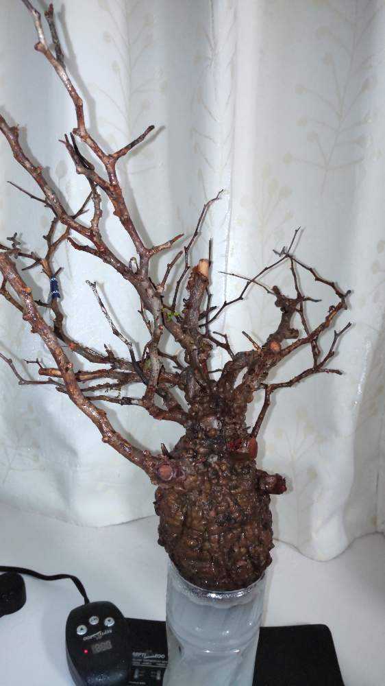 温室なしでオペルクリカリア・パキプス発根管理｜🍀GreenSnap