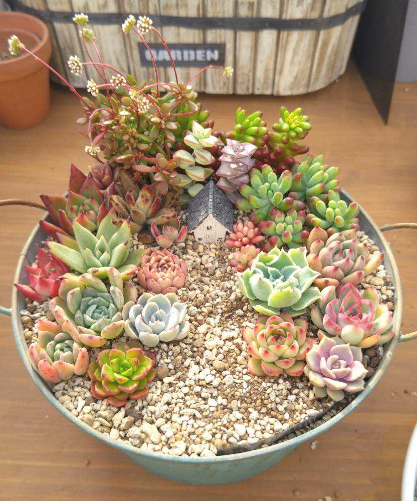 多肉植物 箱庭作り｜🍀GreenSnap（グリーンスナップ）
