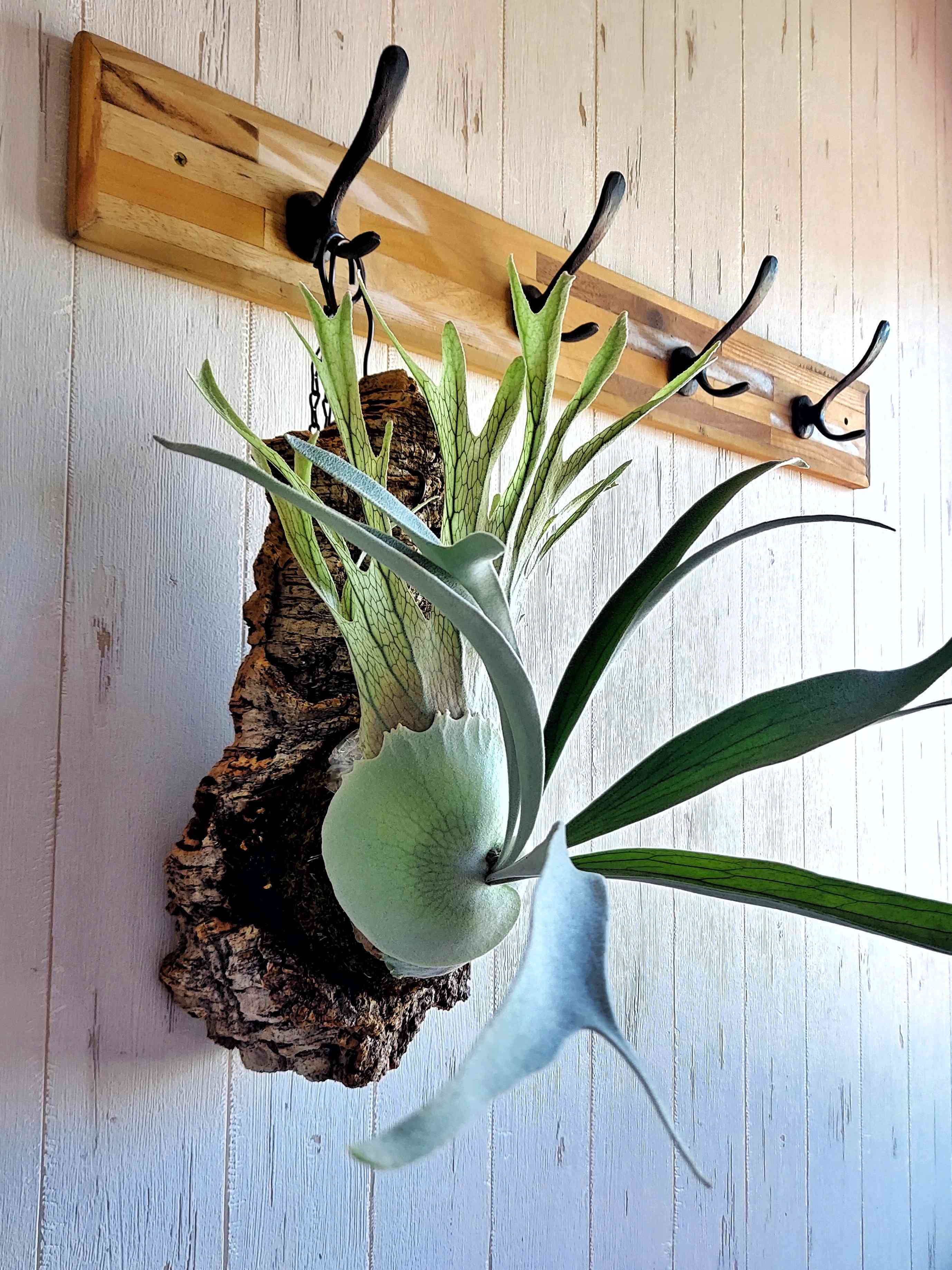 P. veitchii Wild Australia 成長記録｜🍀GreenSnap（グリーンスナップ）