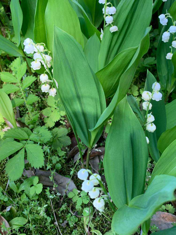 参考品 自宅庭に咲いた花達！ 参考品 自宅庭に咲いた