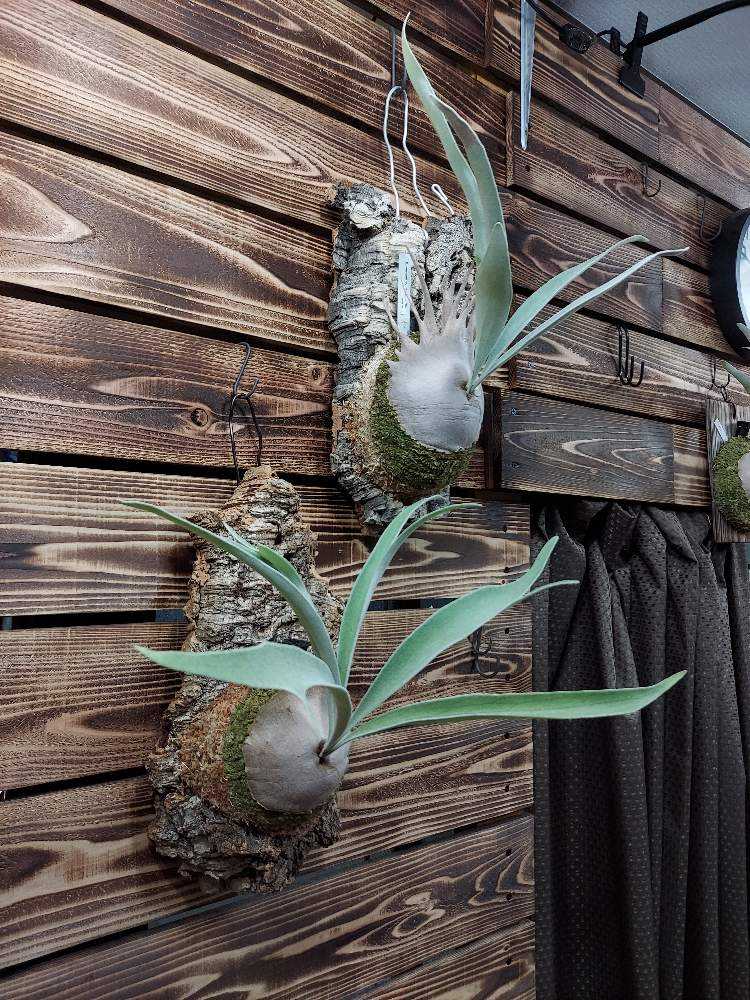 P.veitchii wild Australia OC 親株 群生 P.veitchii wild Australia