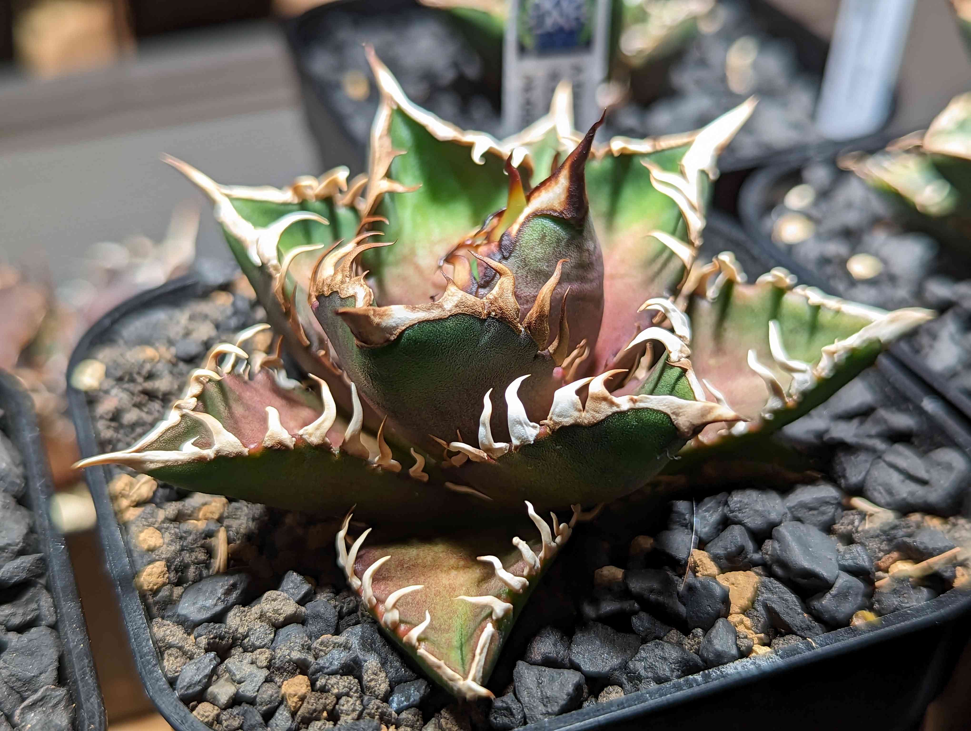 アガベ チタノタ レッドキャッドウィーズル 赤猫 ゴリ猫 コレクション