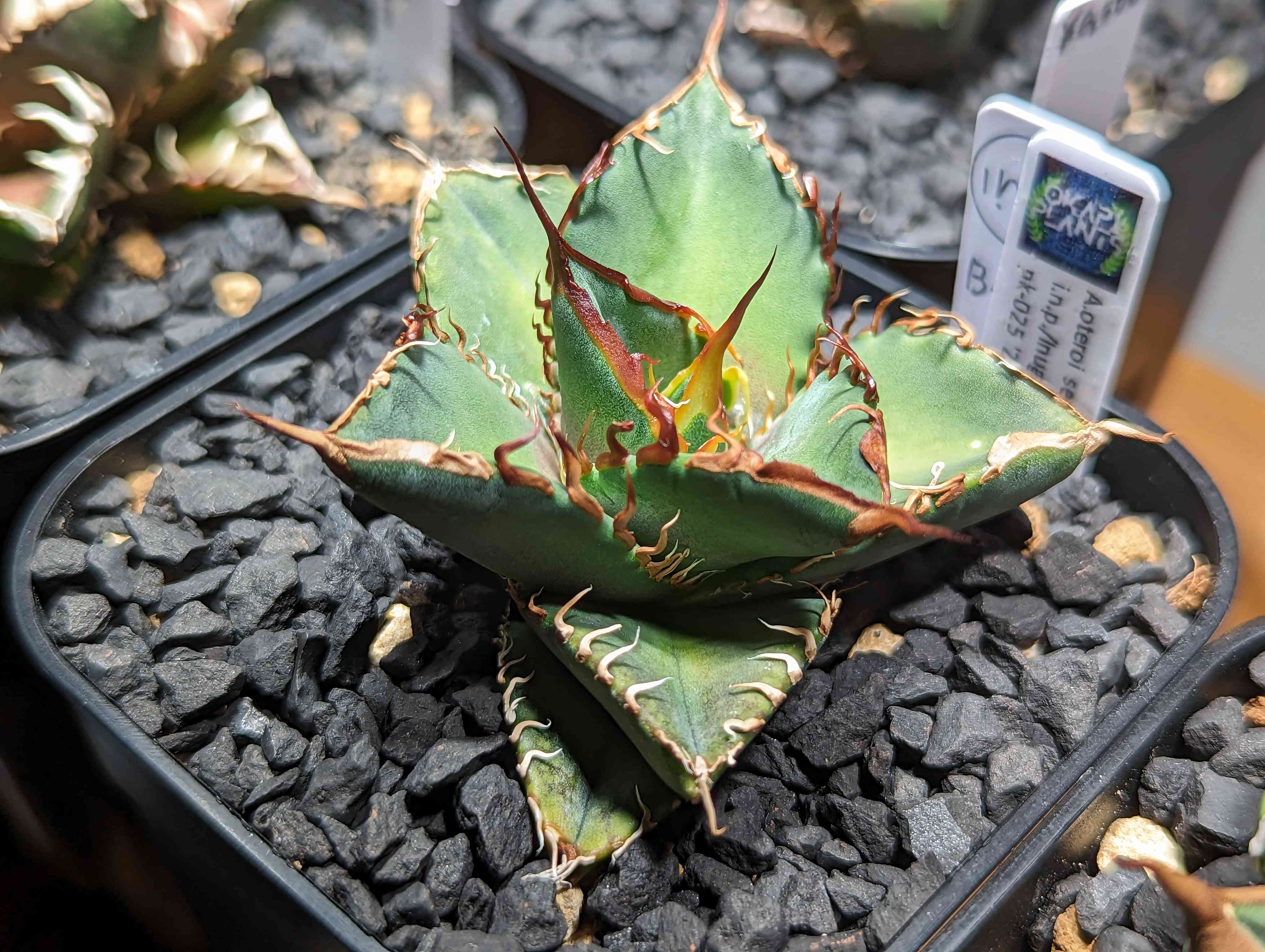 s*n様 多肉植物・アガベ ・チタノタ・“精品冰雹” ・極上株ブツブツ N*V