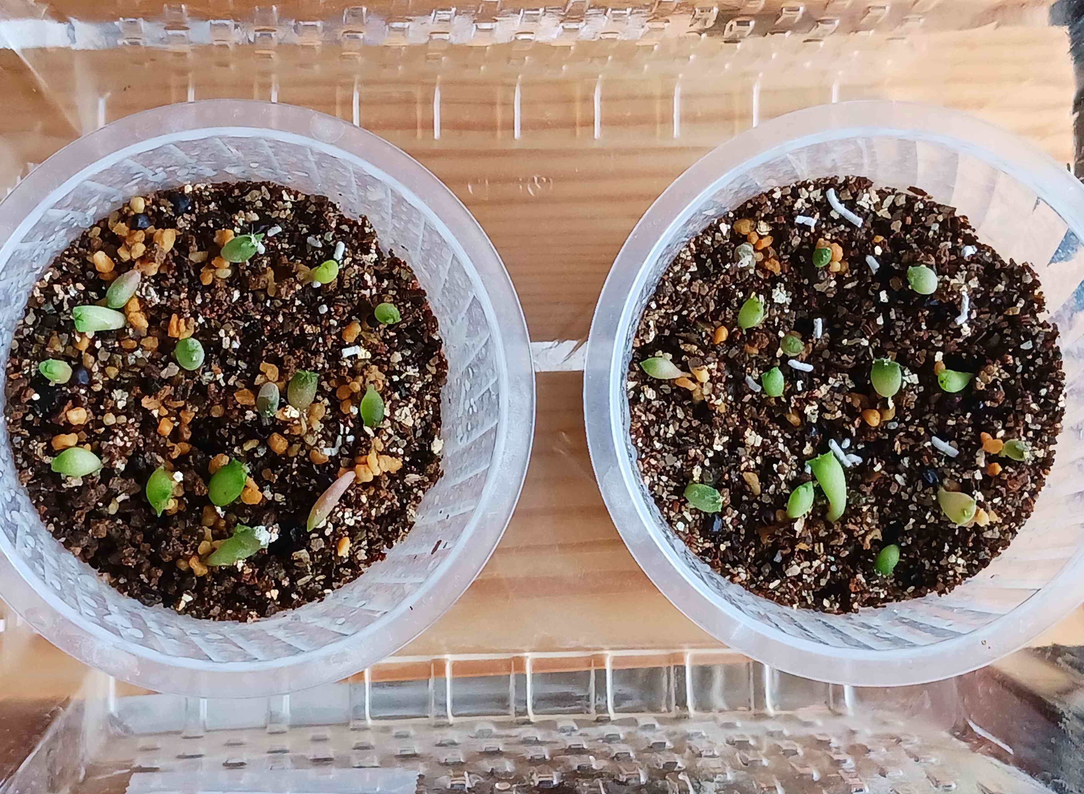 アストロフィツムMix②実生記録｜🍀GreenSnap（グリーンスナップ）