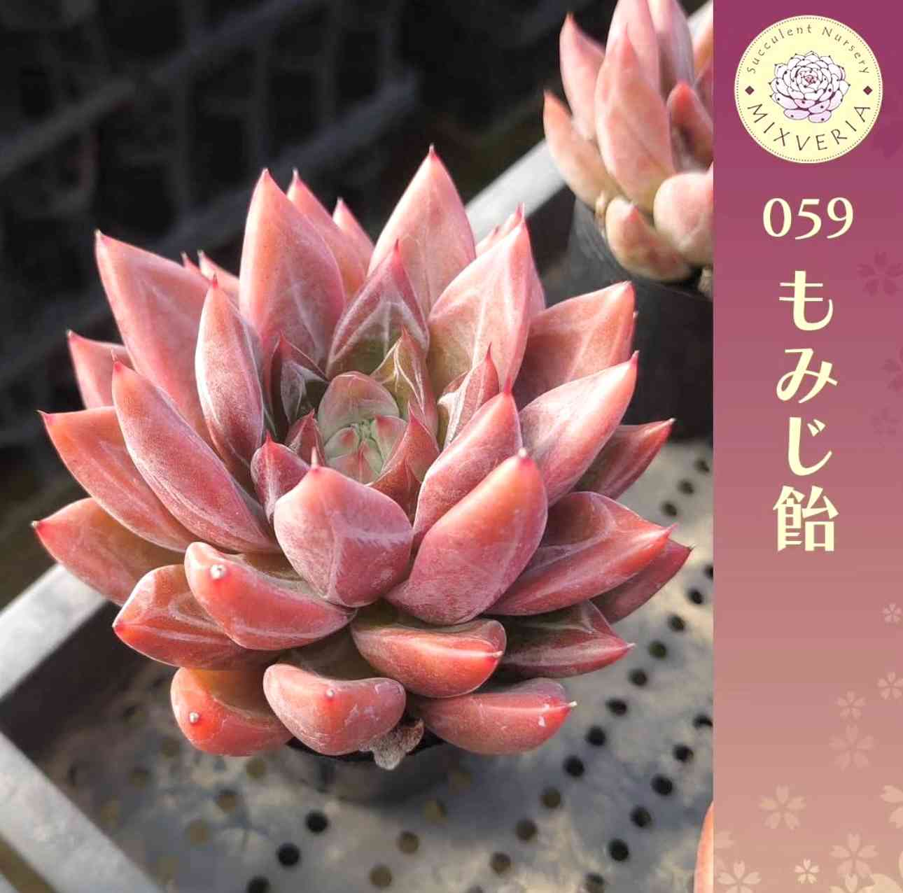 おらいさん苗ミックスベリア No.064 美紫妃 札付き ミックスベリア お