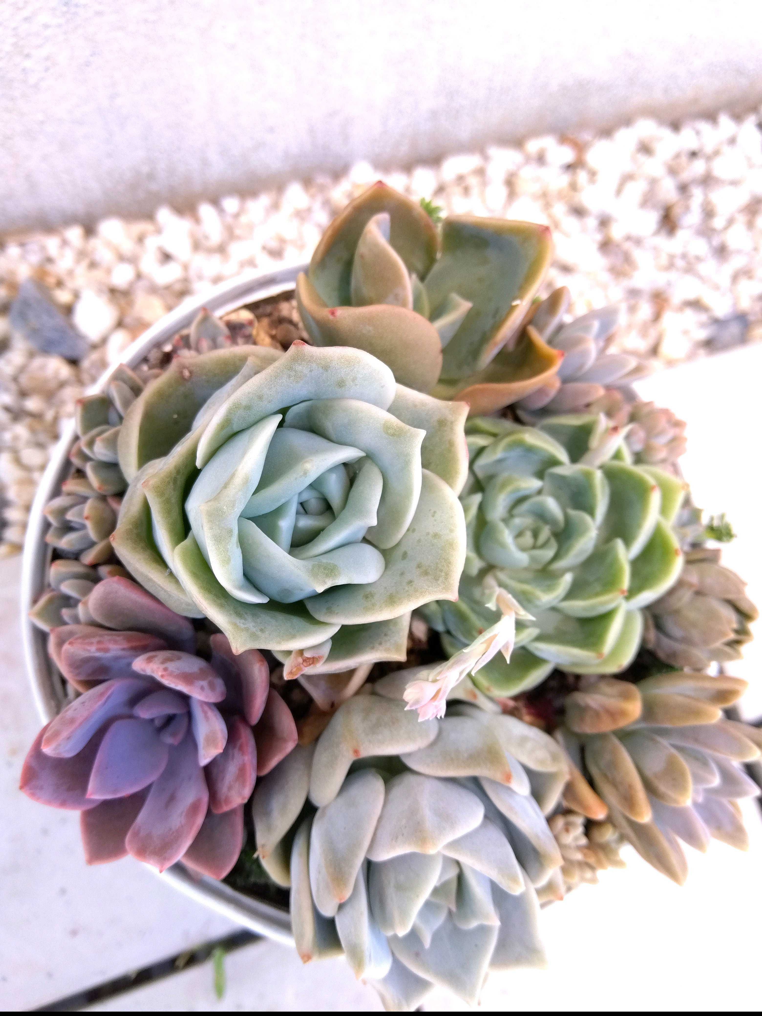 ラブリーローズの記録｜🍀GreenSnap（グリーンスナップ）