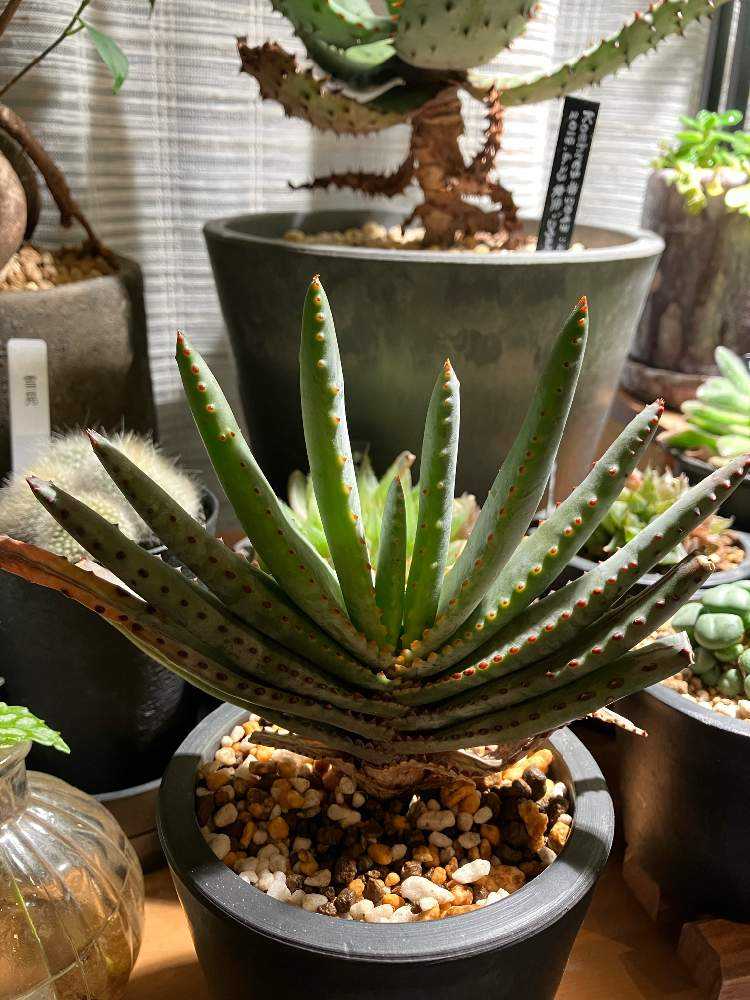 アロエ コンプレッサ シストフィラ｜🍀GreenSnap（グリーンスナップ）