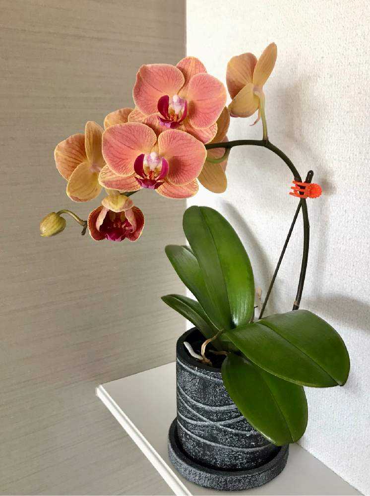 ミディ胡蝶蘭モニター（L006）《後編：植え替え》｜🍀GreenSnap