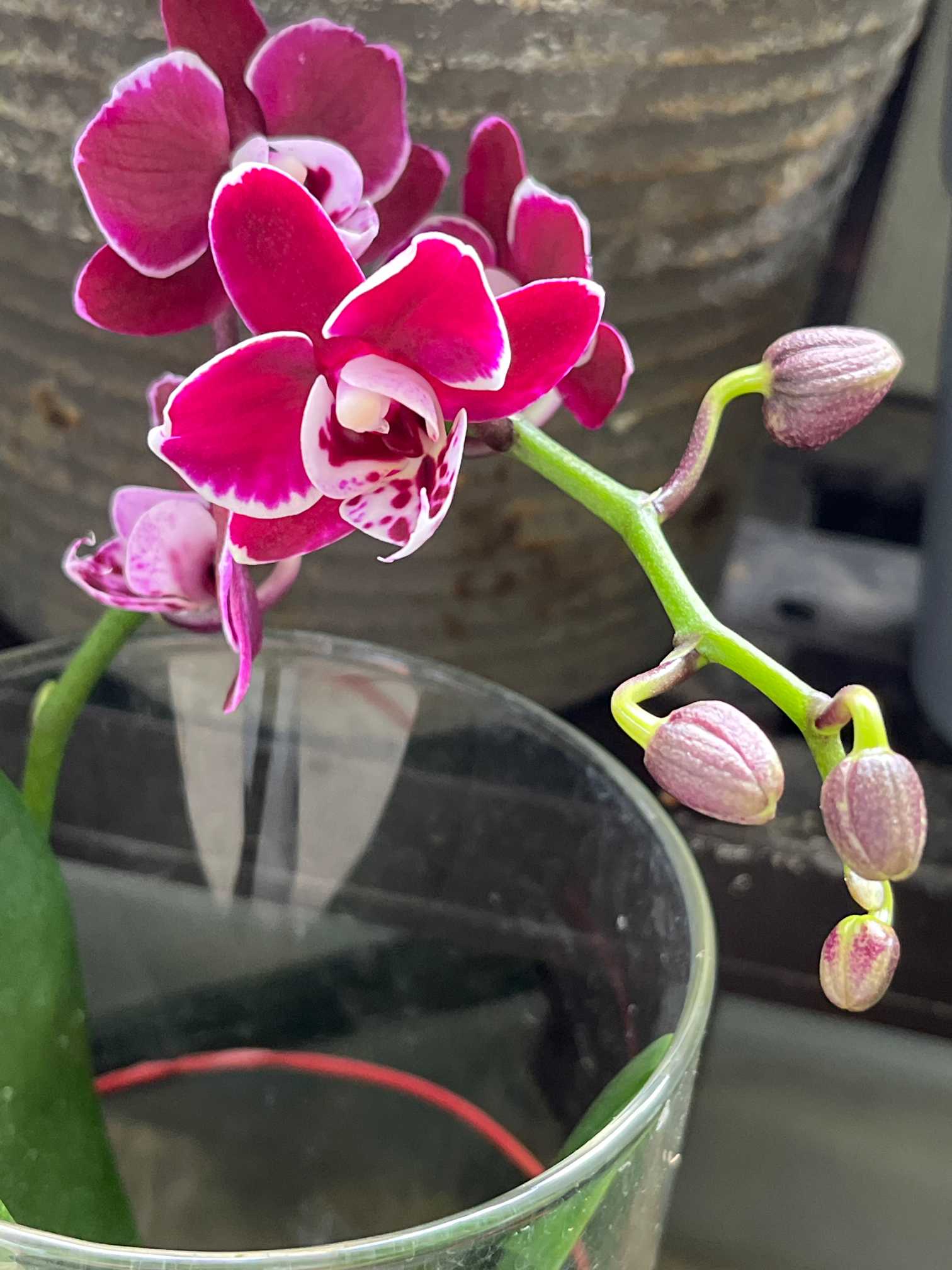 胡蝶蘭ポッピーの日記｜🍀GreenSnap（グリーンスナップ）