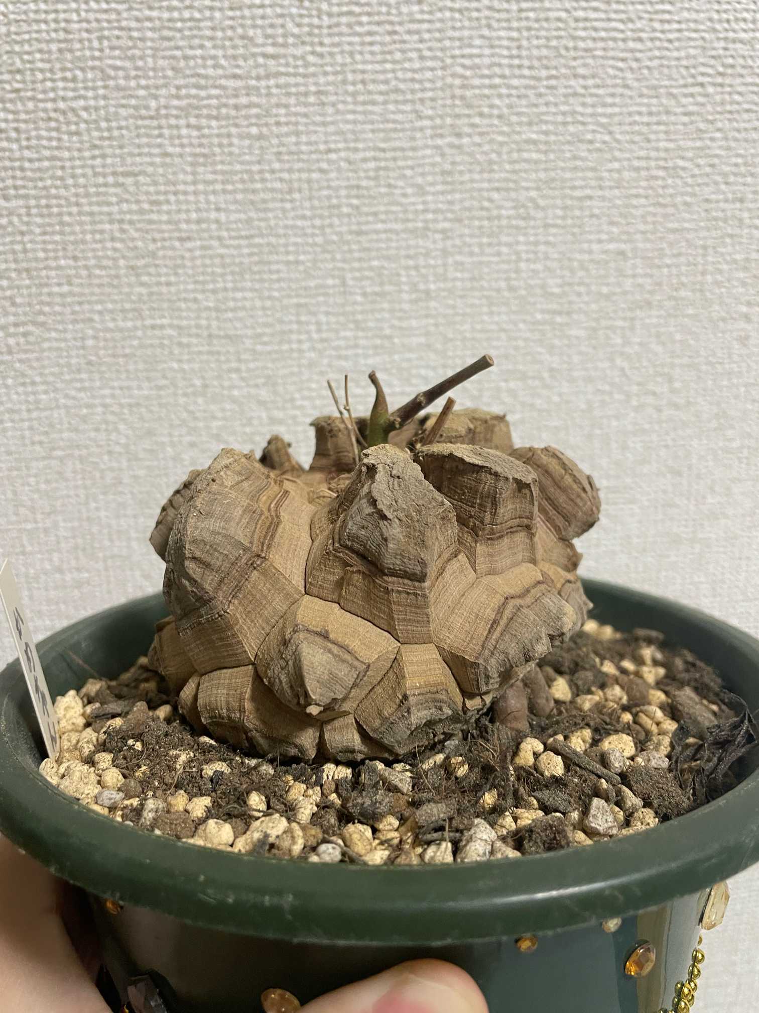 亀甲竜 鉢付き 実生 実生株 長谷川園芸 亀甲竜 株幅14センチ 鉢ごと