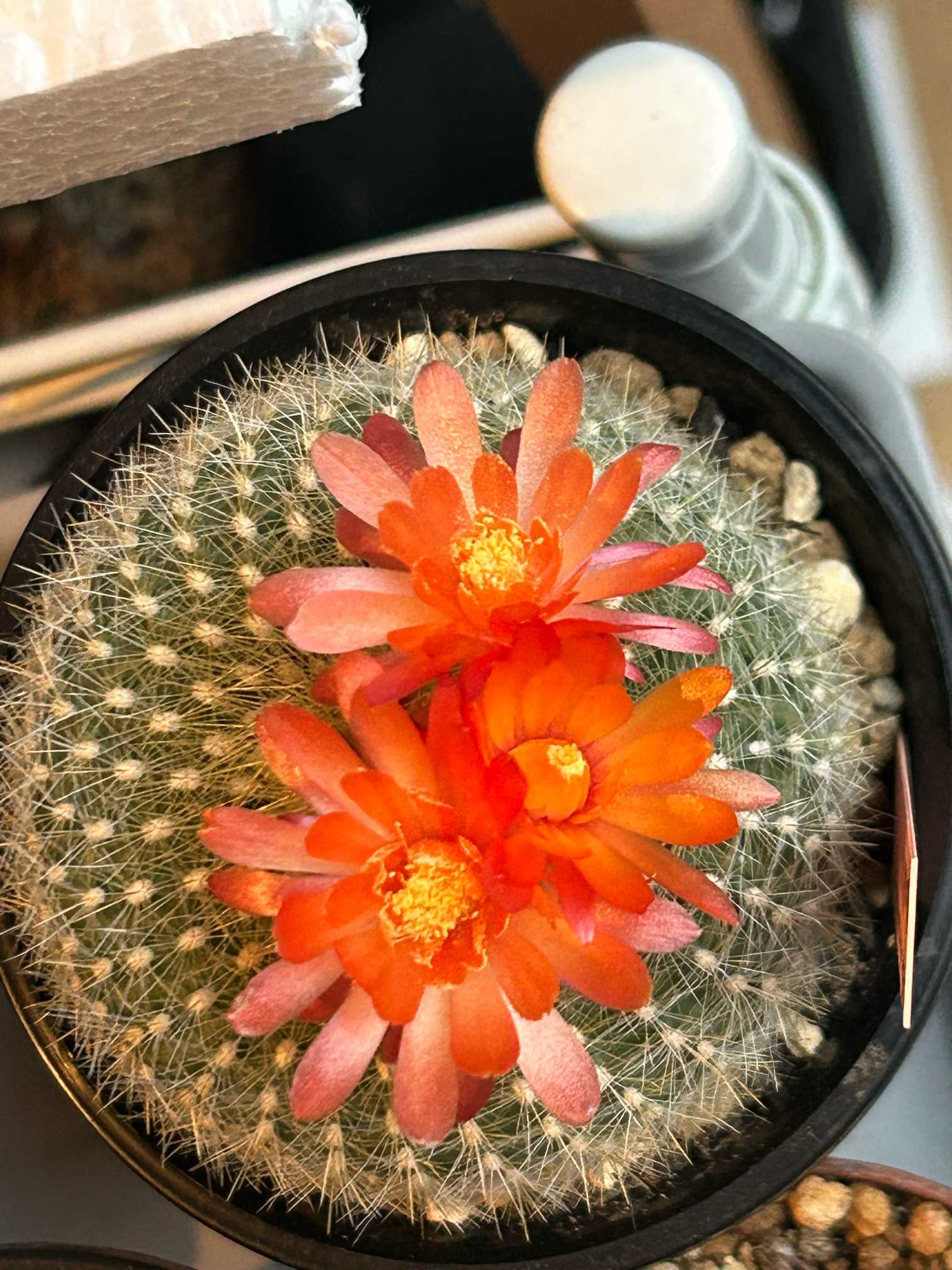 他にもカワイイおサボちゃんのお花達🌵｜🍀GreenSnap（グリーンスナップ）